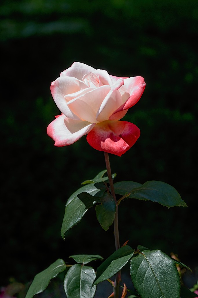 rozen roos rosa hdr natuur bloem bloemen cultivars cultivar rosaceae tuin rozentuin valentijn liefde